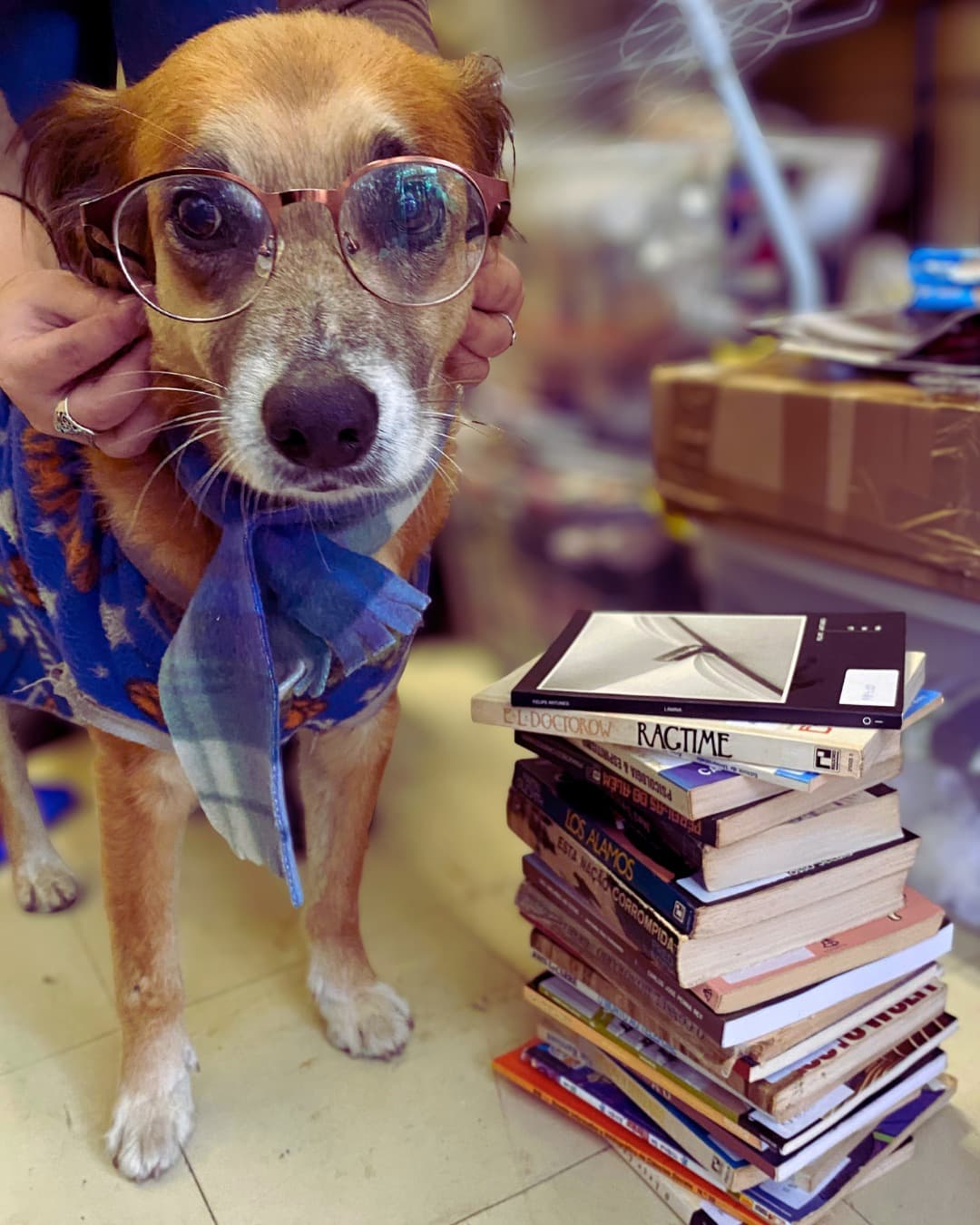 Sid com uma pilha de livros disponíveis no Sebo da Caramelos
