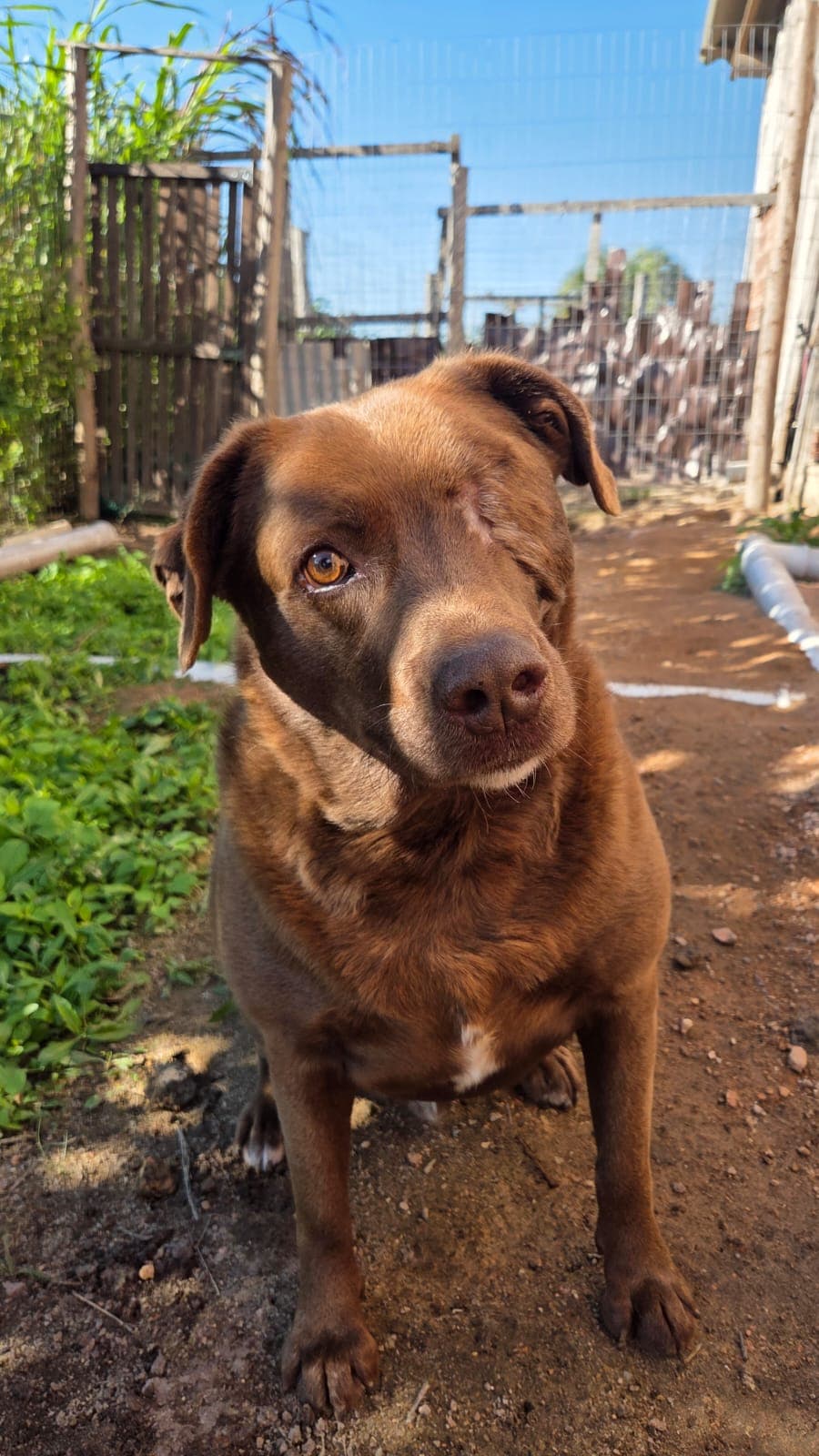 Chocotone, um dos cães resgatados