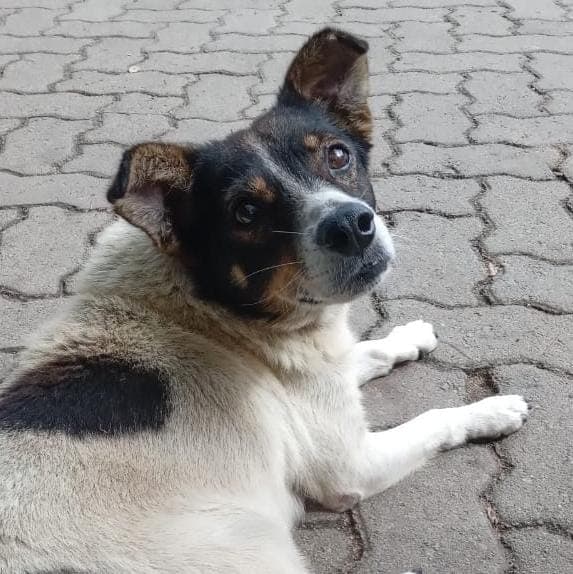 Foto de Lineu