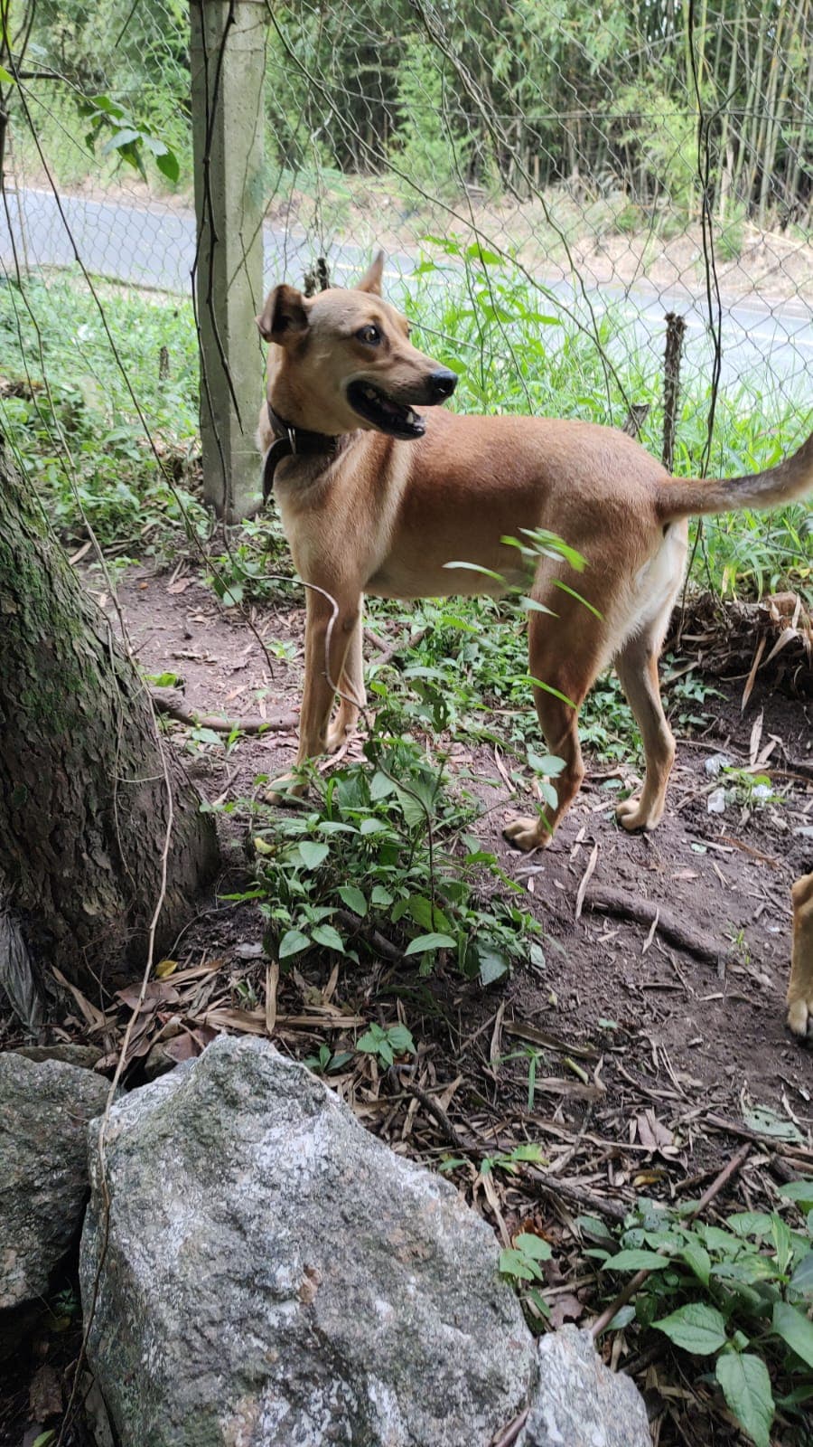 Foto de Loba