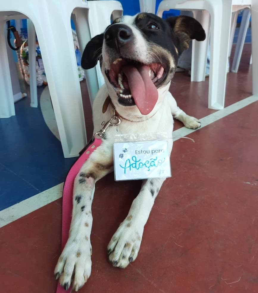 Um cão resgatado com uma placa de disponível para adoção