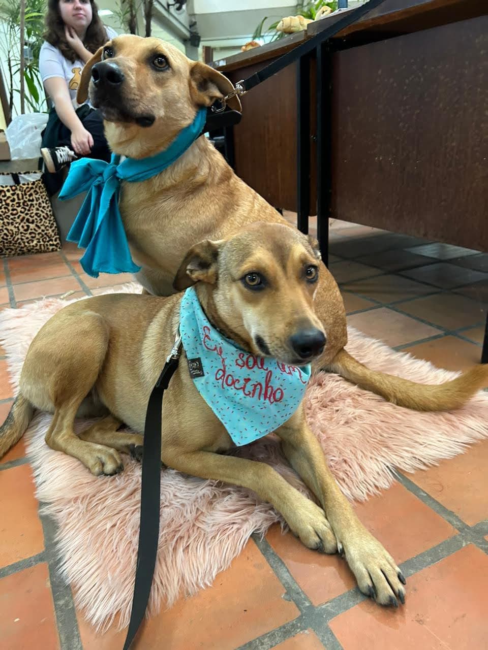 Lobo e Loba, fundadores da Caramelos do Vale