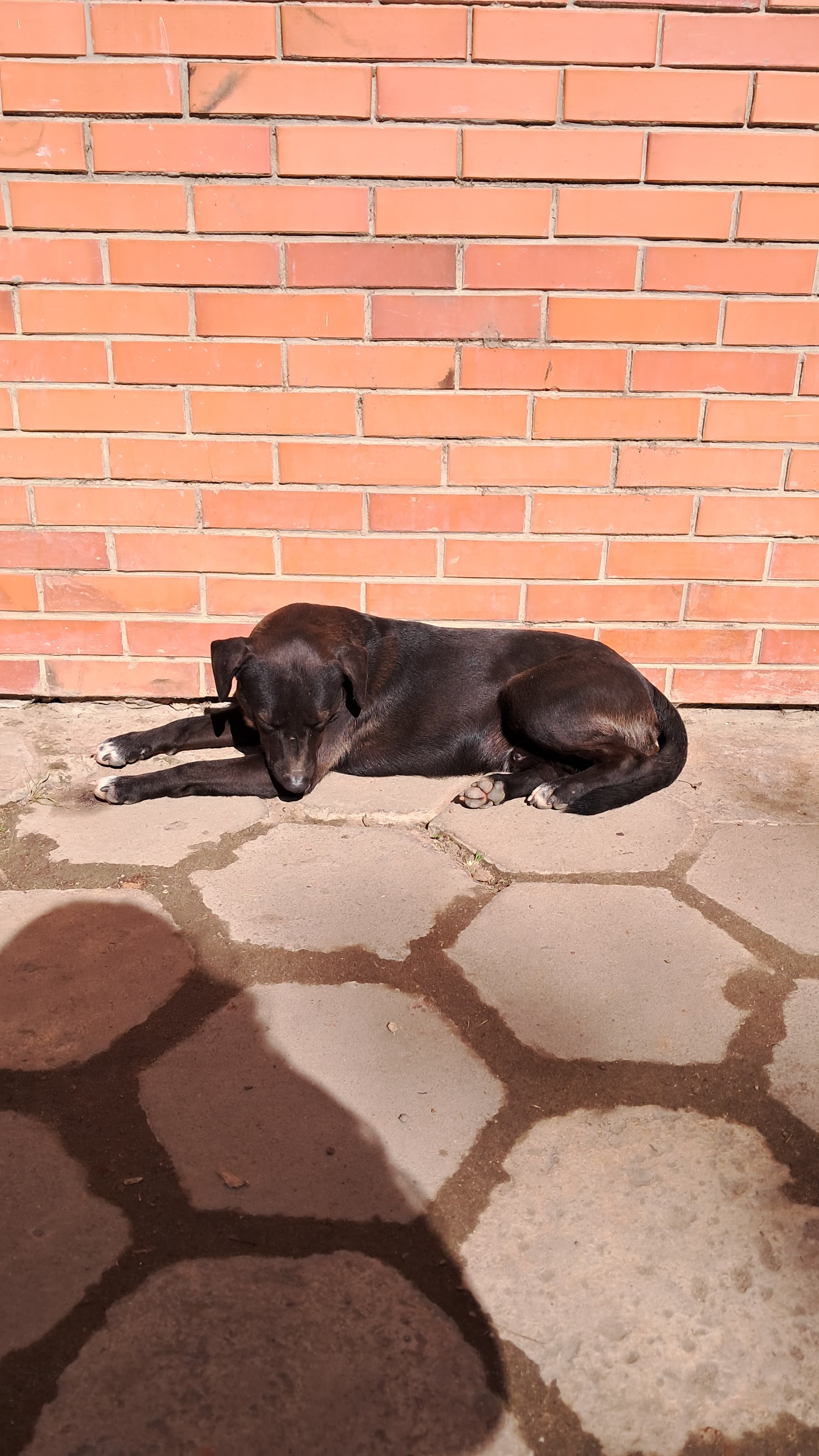 Foto de Bob