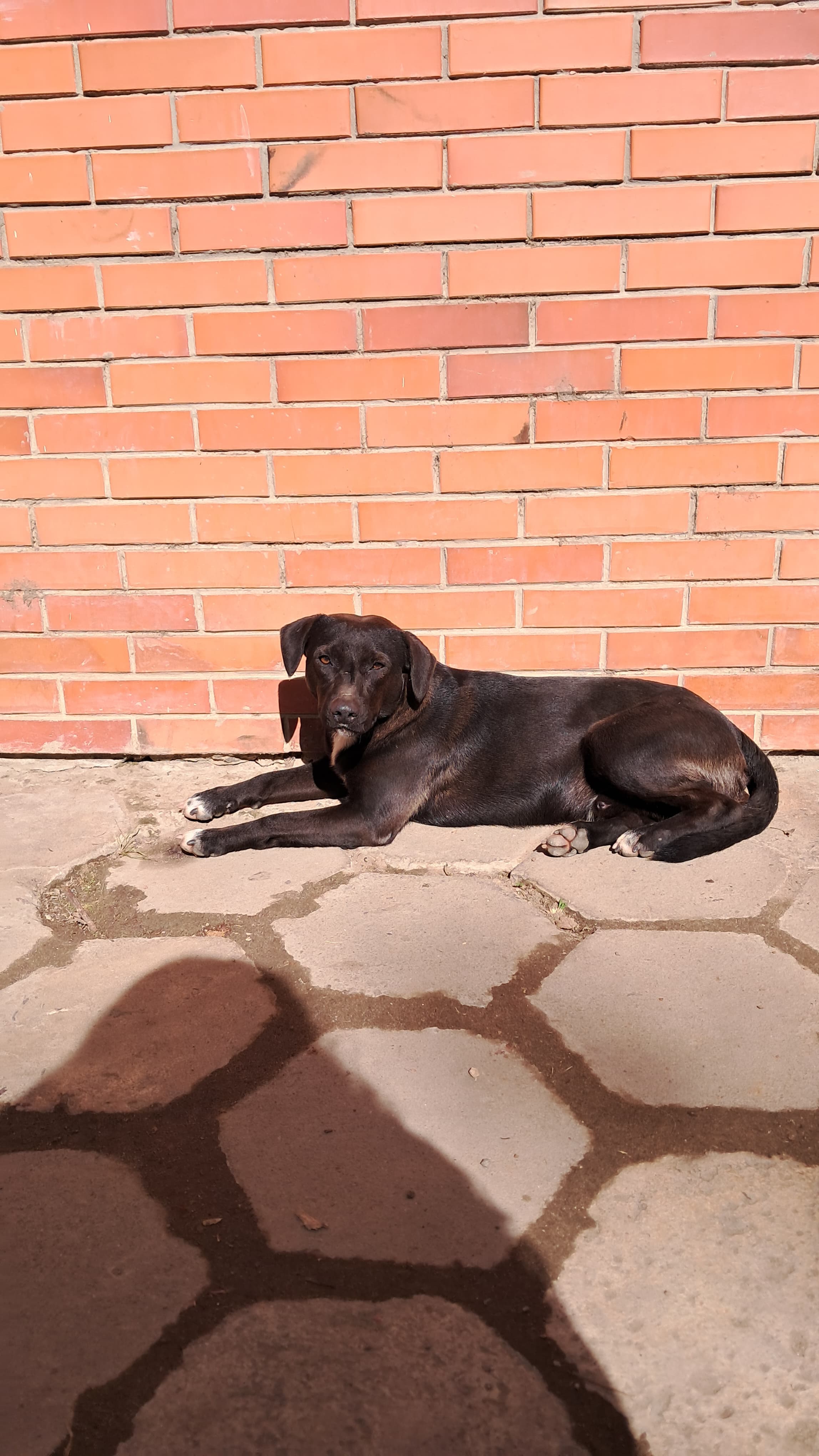 Foto 4 de Bob