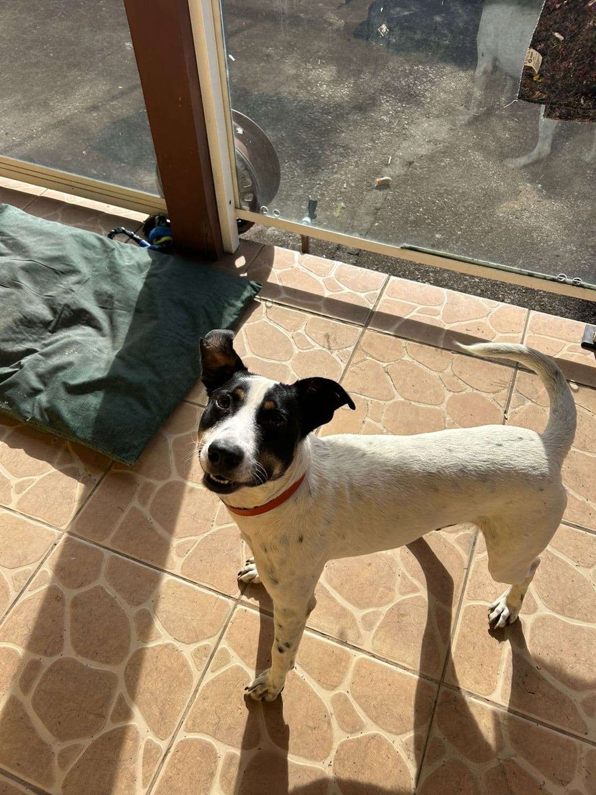 Foto 1 de Scooby