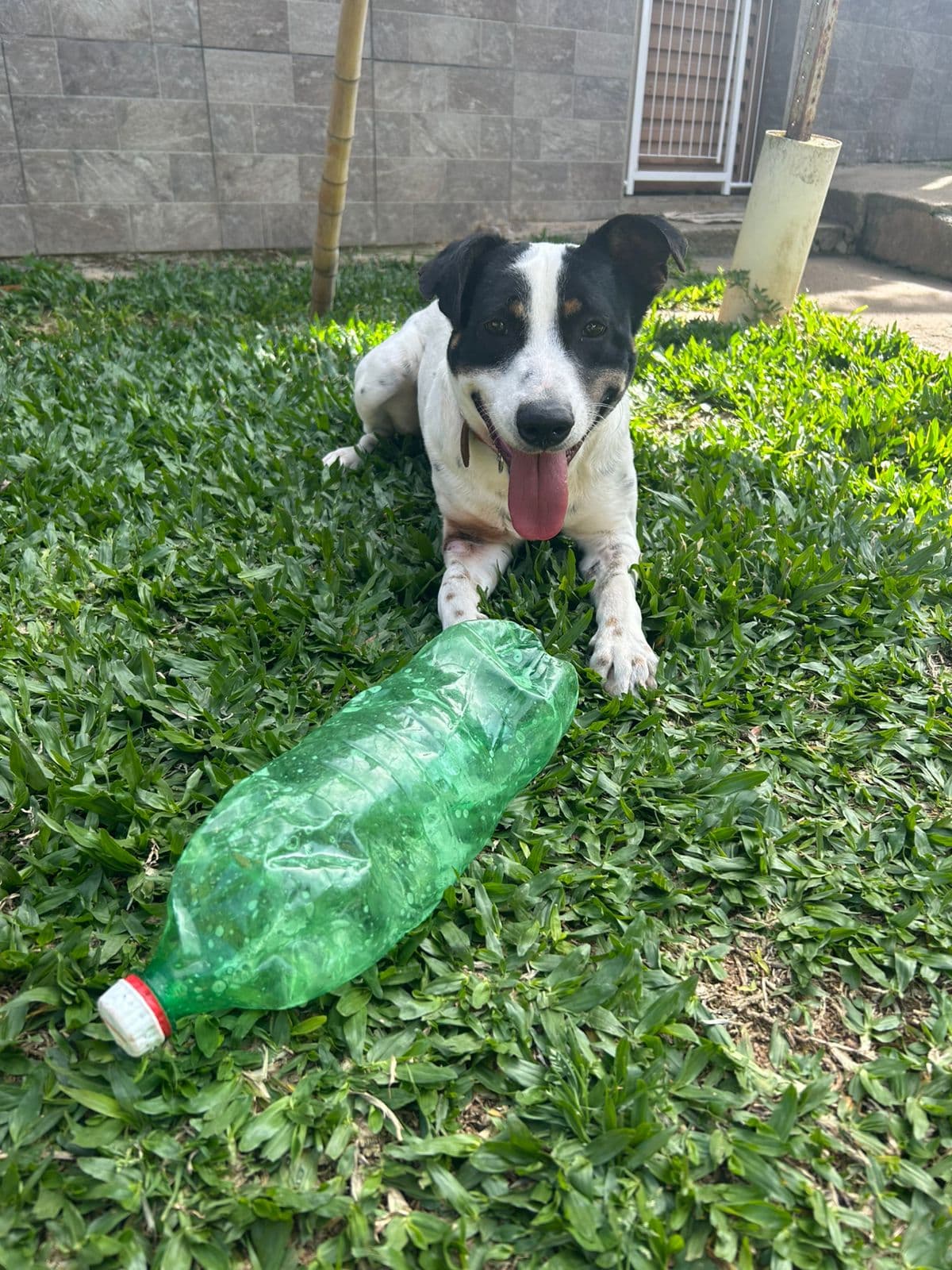 Foto 9 de Scooby