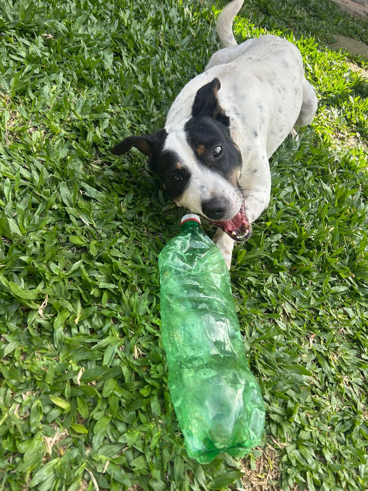 Foto 4 de Scooby