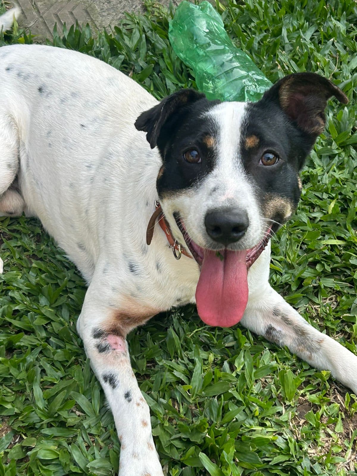 Foto 6 de Scooby
