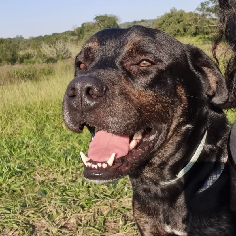 Foto de Timóteo