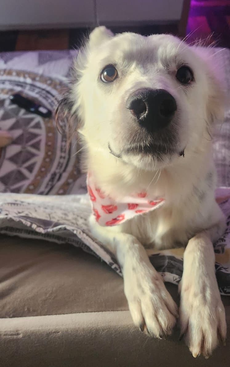 Foto de Flocos