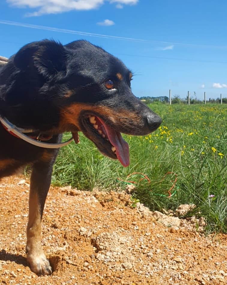 Foto de Pavão