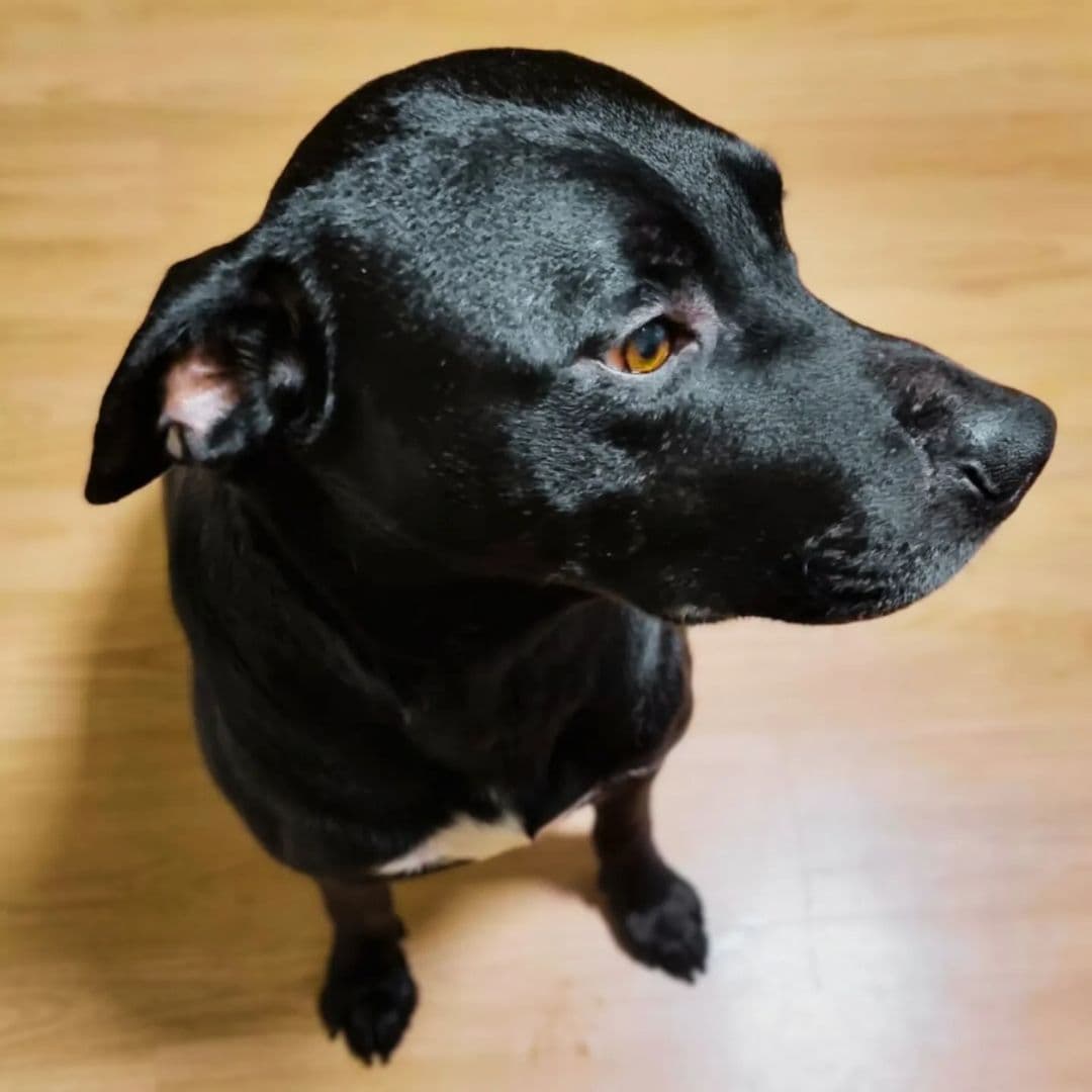 Foto de Sirius