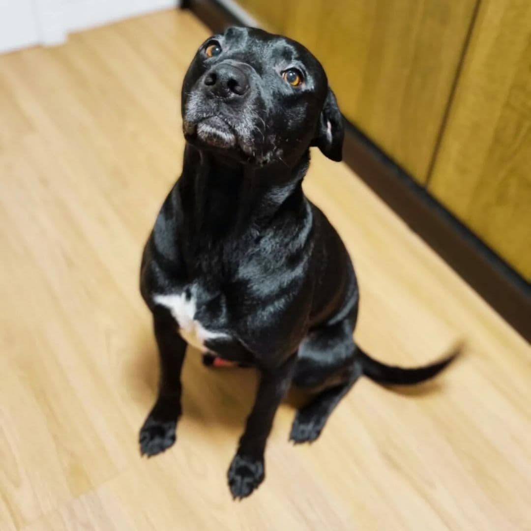 Foto de Sirius