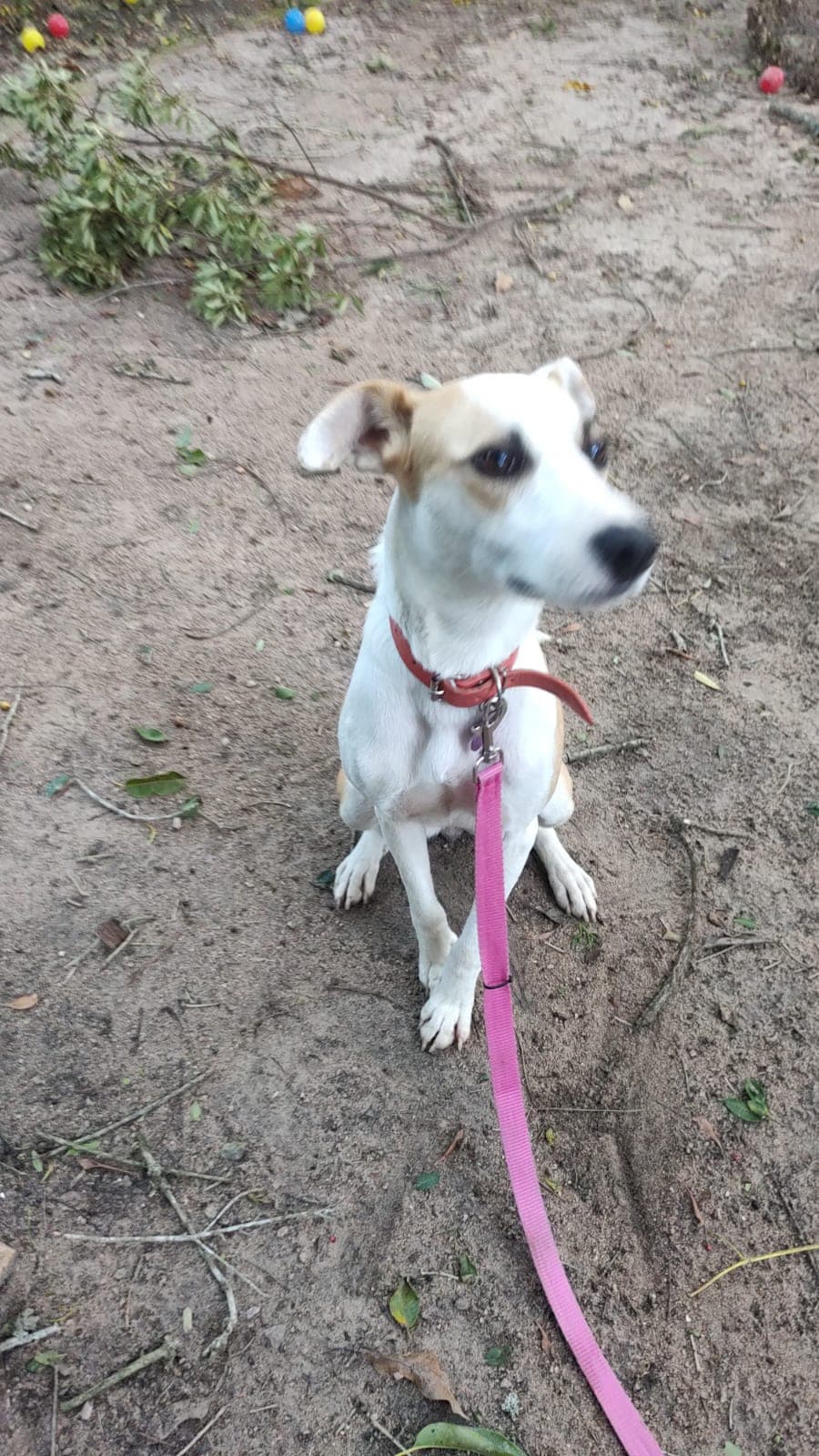 Foto 4 de Capitu