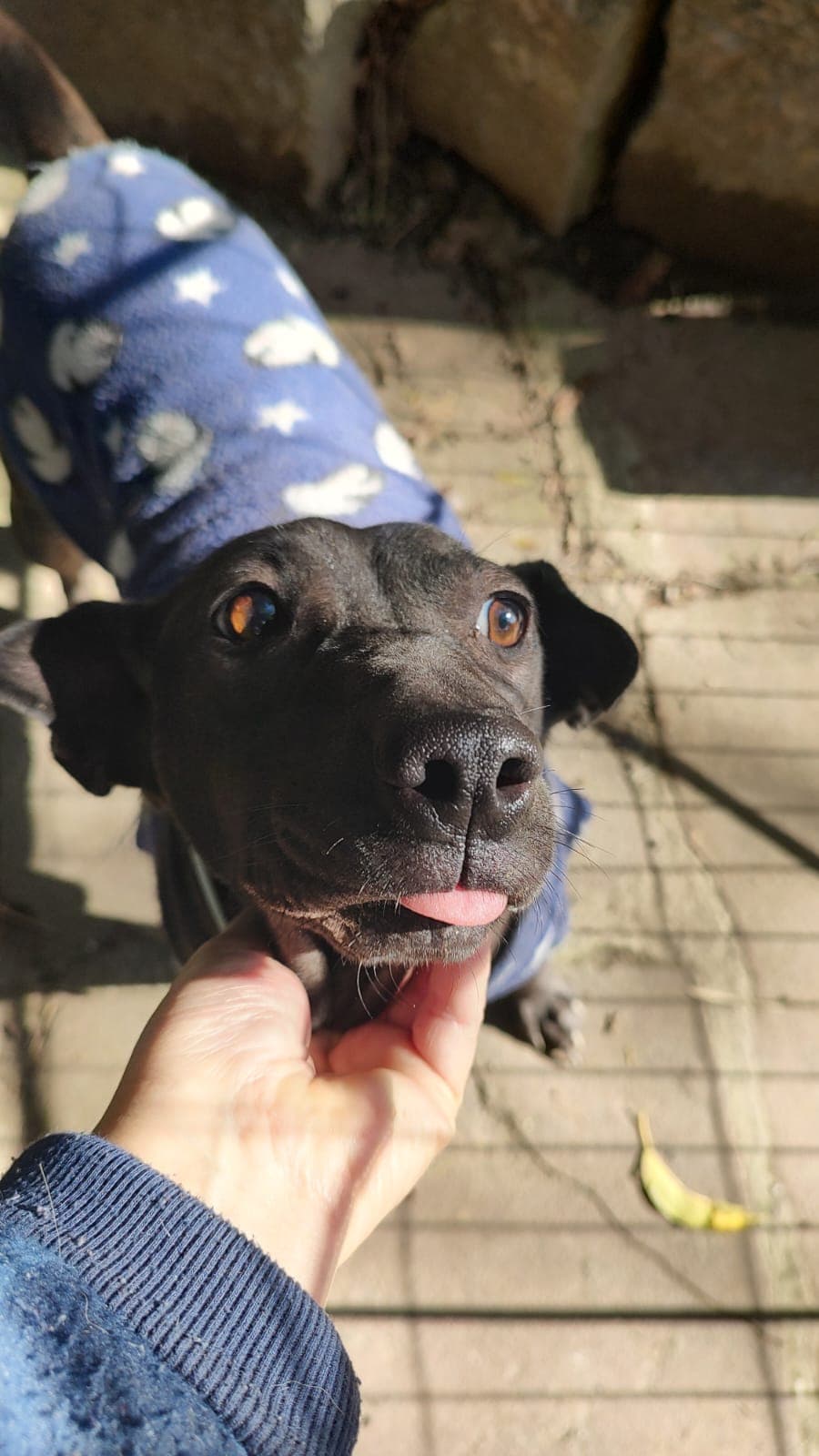 Foto de Gema