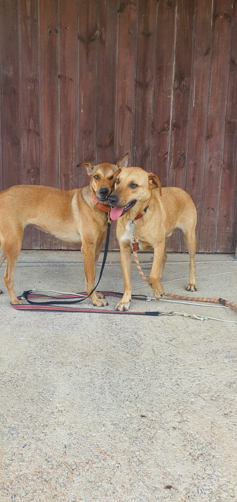 Foto de Loba