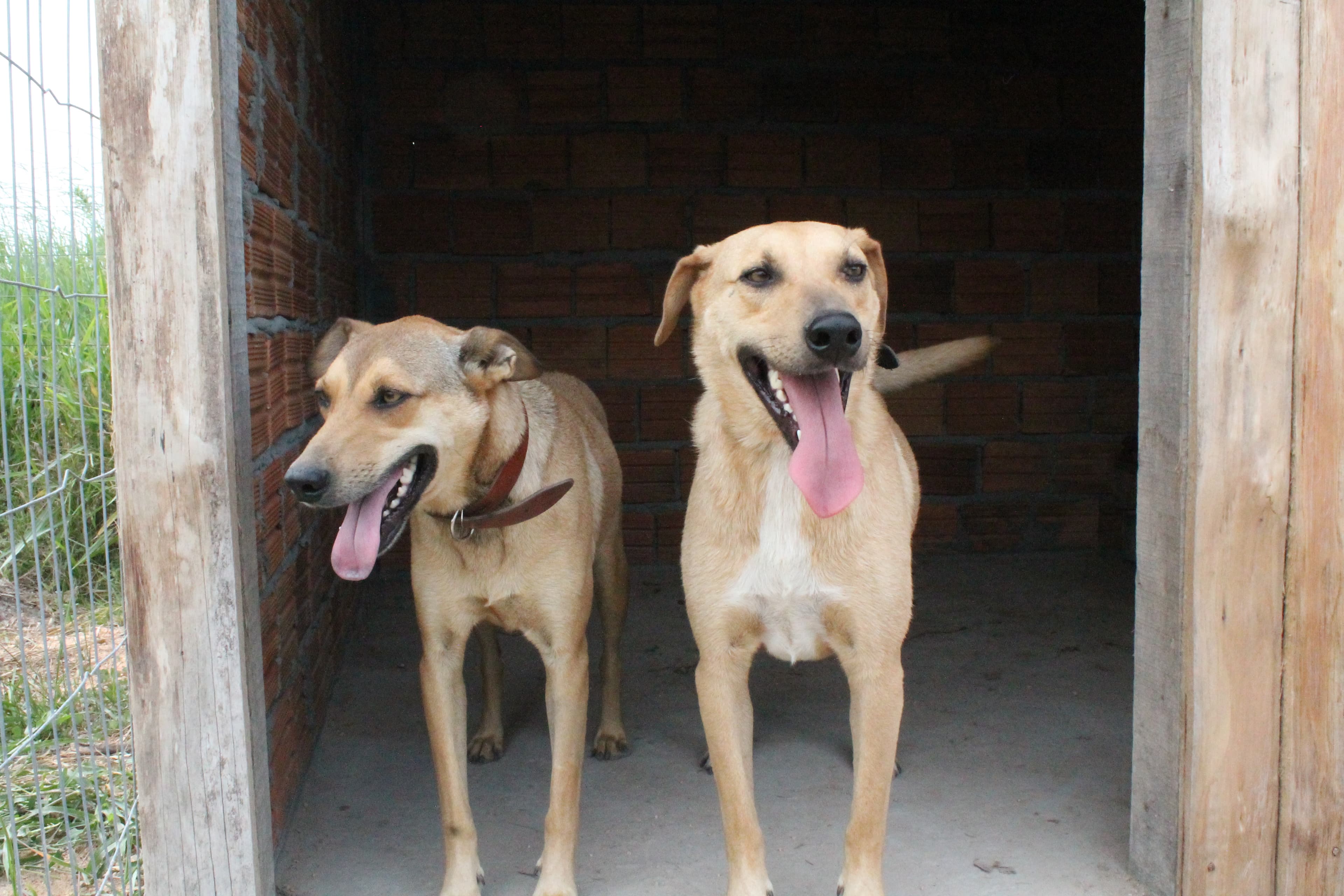 Foto de Loba