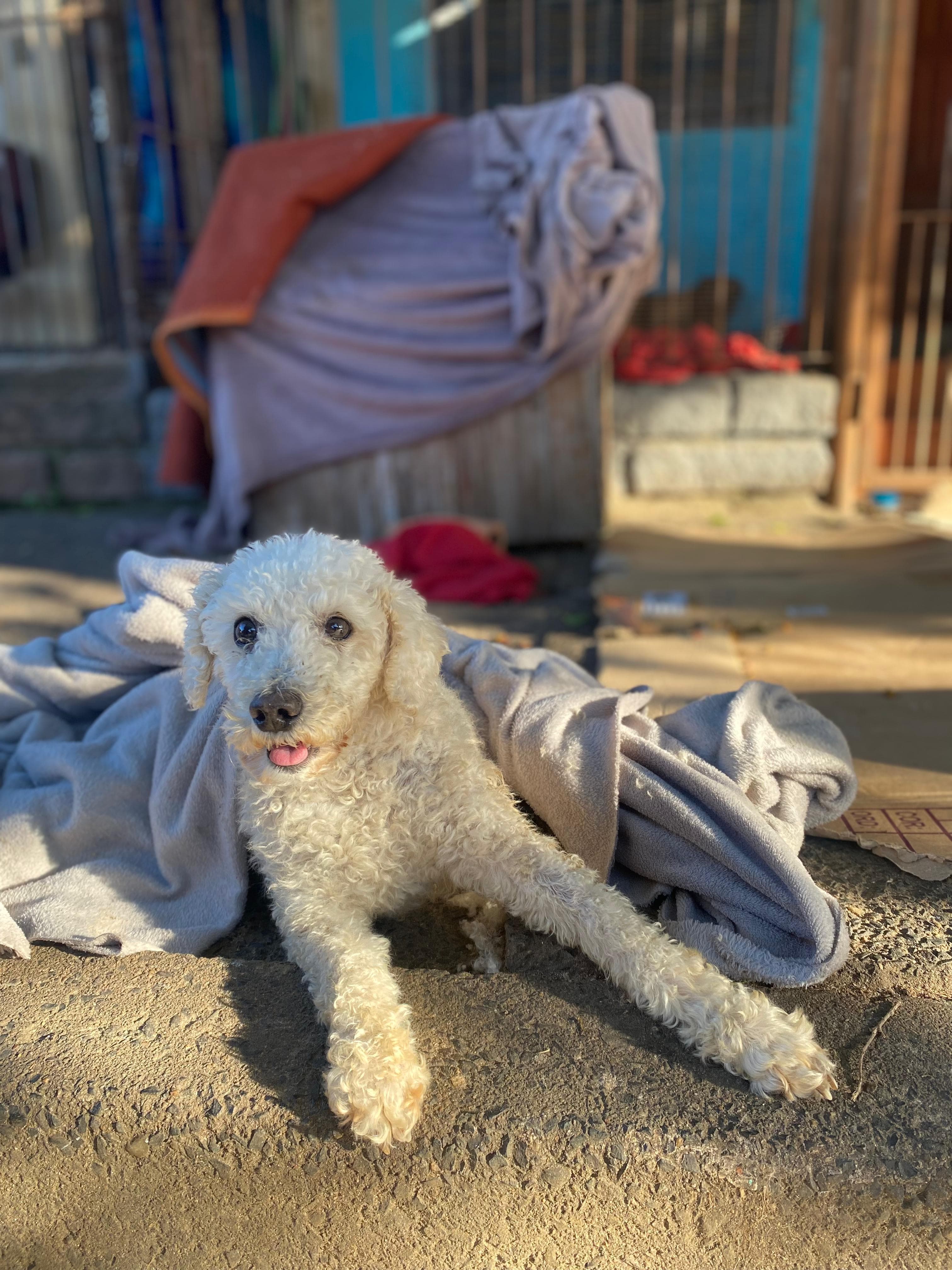 Foto de Marley