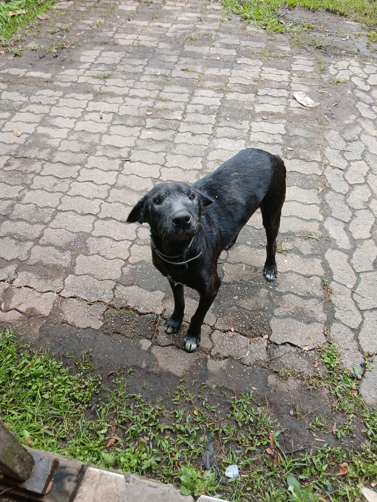 Foto de Pitoco